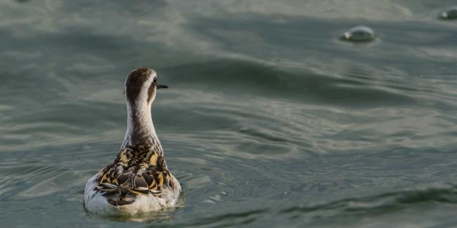 Red-necked Phalarope (Phalaropus lobatus). Oxfordshire, United Kingdom. September 2017