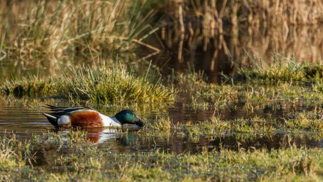 Northern Shoveler (Spatula clypeata). Devon, United Kingdom. December 2017