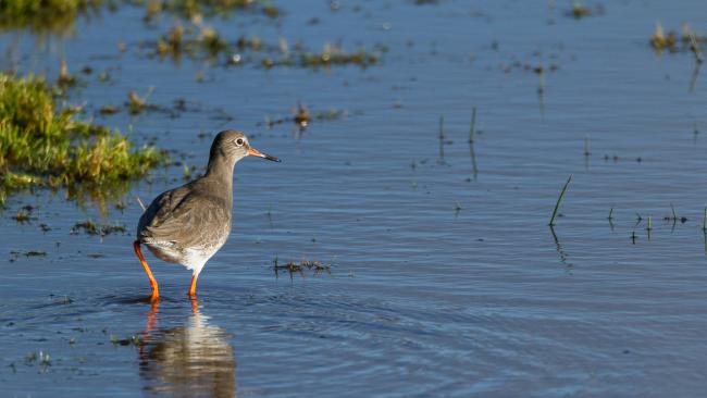 Common Redshank (Tringa totanus). Devon, United Kingdom. December 2017