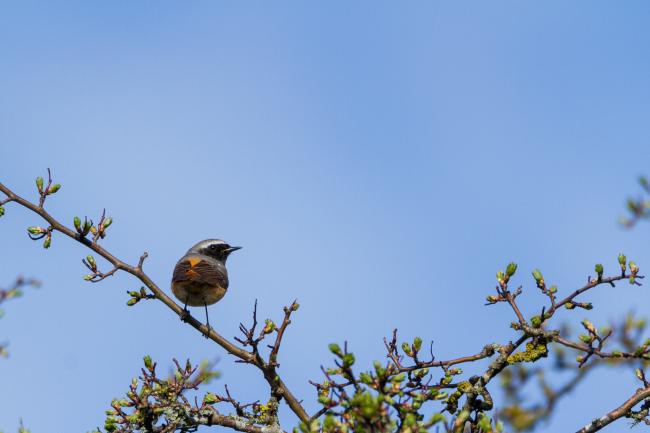 Common Redstart (Phoenicurus phoenicurus). County Durham, United Kingdom. April 2018