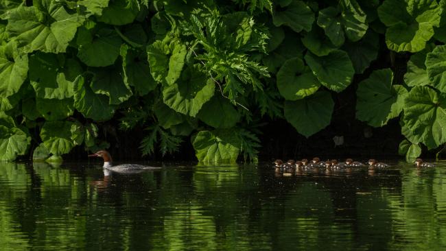 Goosander (Mergus merganser). County Durham, United Kingdom. May 2018
