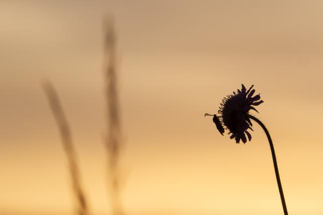 Six-spot Burnet (Zygaena filipendulae). County Durham, United Kingdom. July 2018