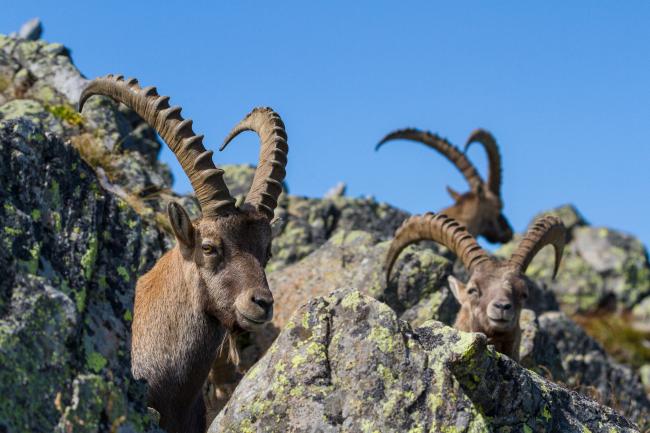 Alpine Ibex (Capra ibex). Vorarlberg, Austria. August 2018