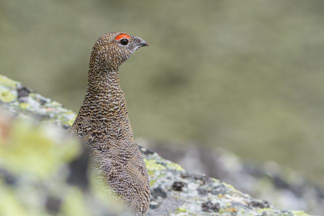 Rock Ptarmigan (Lagopus muta). Vorarlberg, Austria. August 2018