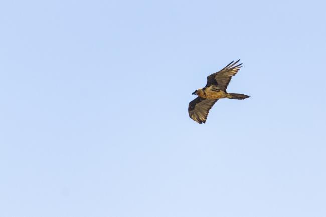 Lammergeier (Gypaetus barbatus). Vorarlberg, Austria. August 2018