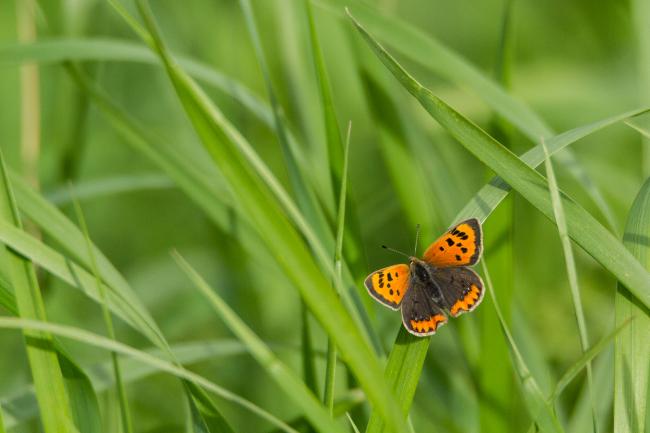Small Copper (Lycaena phlaeas). County Durham, United Kingdom. September 2018