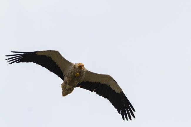 Egyptian Vulture (Neophron percnopterus). , India. January 2019
