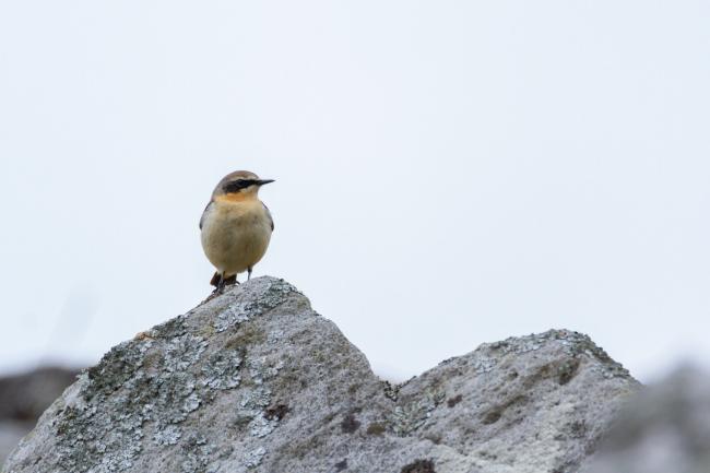 Northern Wheatear (Oenanthe oenanthe). County Durham, United Kingdom. April 2019