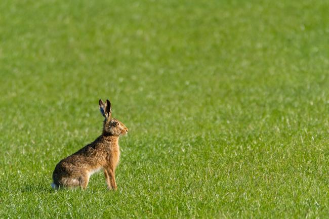 European Hare (Lepus europaeus). County Durham, United Kingdom. May 2019