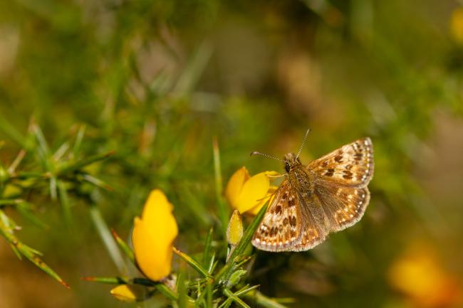 Dingy Skipper (Erynnis tages). County Durham, United Kingdom. May 2019