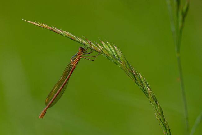Emerald Damselfly (Lestes sponsa). County Durham, United Kingdom. June 2019