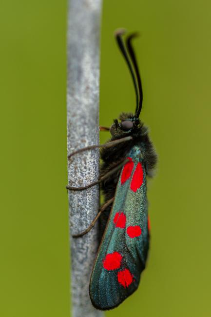 Six-spot Burnet (Zygaena filipendulae). County Durham, United Kingdom. June 2019