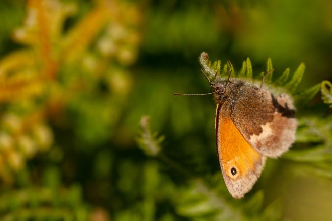 Small Heath (Coenonympha pamphilus). County Durham, United Kingdom. June 2019