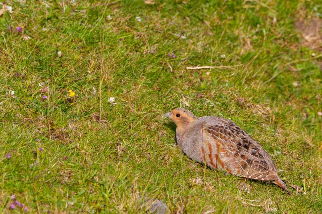 Grey Partridge (Perdix perdix). North Yorkshire, United Kingdom. July 2019