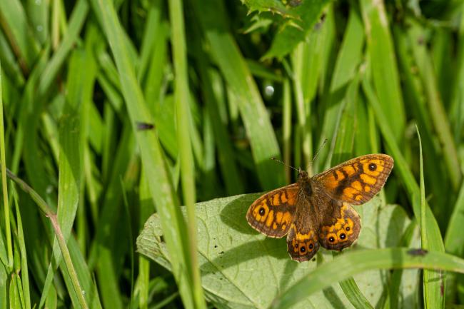 Wall (Lasiommata megera). County Durham, United Kingdom. August 2019
