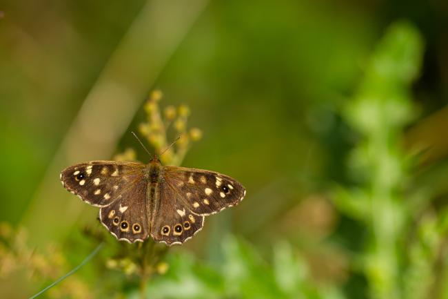 Speckled Wood (Pararge aegeria). County Durham, United Kingdom. September 2019