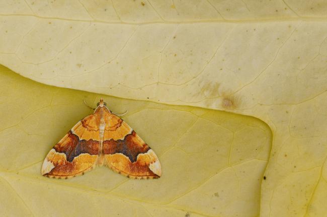 Barred Yellow (Cidaria fulvata). County Durham, United Kingdom. June 2020