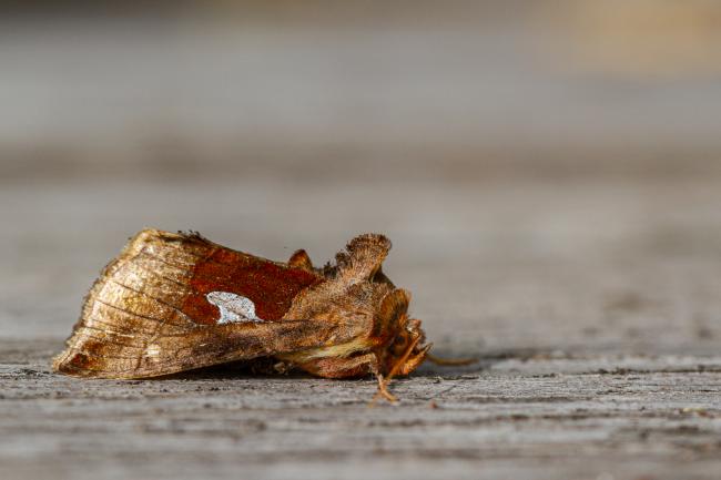 Gold Spangle (Autographa bractea). Inverness, United Kingdom. July 2020