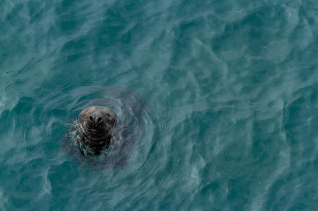 Grey Seal (Halichoerus grypus). Dyfed, United Kingdom. September 2020