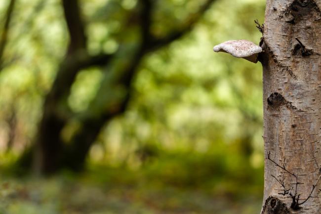 Birch Polyphore (Fomitopsis betulina). County Durham, United Kingdom. October 2020