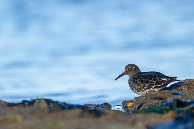 Purple Sandpiper (Calidris maritima). County Durham, United Kingdom. December 2020