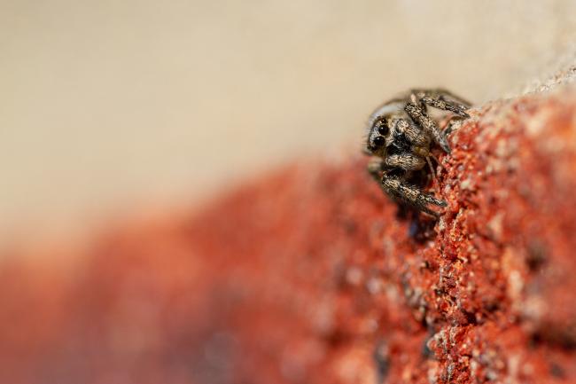 Jumping Spider (Salticus sp.). County Durham, United Kingdom. March 2021