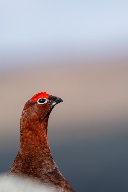 Red Grouse (Lagopus lagopus scotica). County Durham, United Kingdom. April 2021