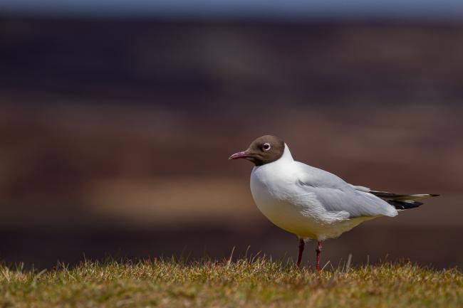 Black-headed Gull (Chroicocephalus ridibundus). County Durham, United Kingdom. May 2021