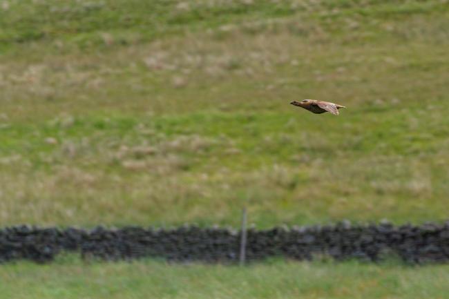 Black Grouse (Lyrurus tetrix). County Durham, United Kingdom. June 2021