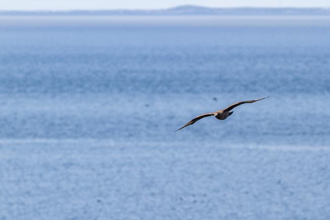 Great Skua (Stercorarius skua). Argyll and Bute, United Kingdom. July 2021