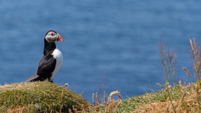 Atlantic Puffin (Fratercula arctica). Argyll and Bute, United Kingdom. July 2021