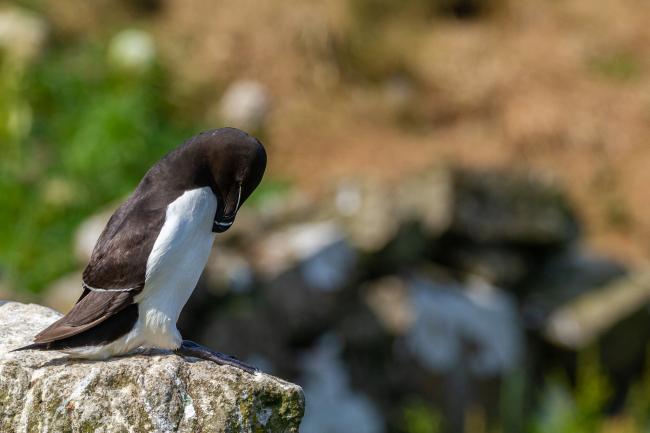 Razorbill (Alca torda). Argyll and Bute, United Kingdom. July 2021