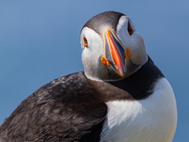 Atlantic Puffin (Fratercula arctica). Argyll and Bute, United Kingdom. July 2021