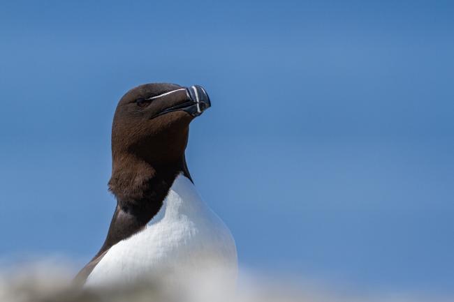 Razorbill (Alca torda). Argyll and Bute, United Kingdom. July 2021
