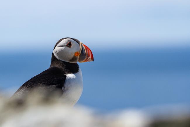 Atlantic Puffin (Fratercula arctica). Argyll and Bute, United Kingdom. July 2021