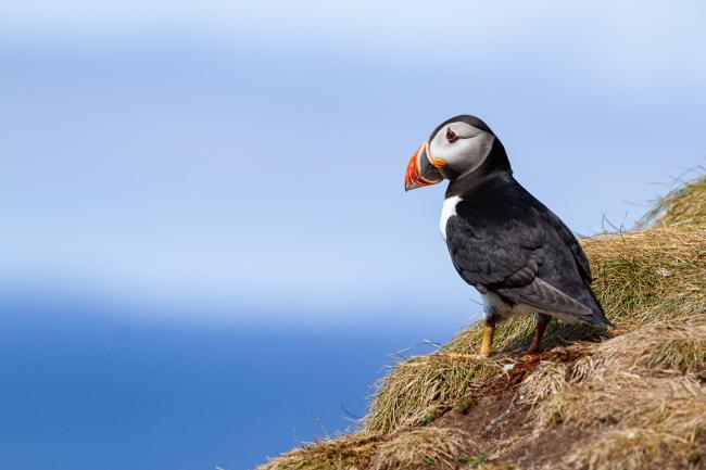 Atlantic Puffin (Fratercula arctica). Argyll and Bute, United Kingdom. July 2021