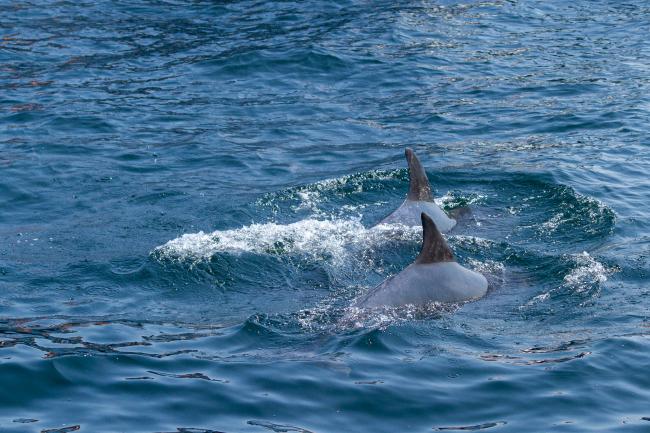 Bottlenose Dolphin (Tursiops truncatus). Argyll and Bute, United Kingdom. July 2021