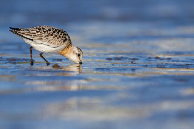 Sanderling (Calidris alba). Dyfed, United Kingdom. August 2021