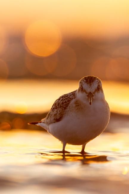 Sanderling (Calidris alba). Dyfed, United Kingdom. August 2021