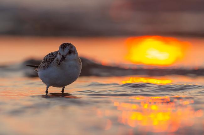 Sanderling (Calidris alba). Dyfed, United Kingdom. August 2021