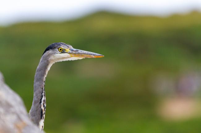 Grey Heron (Ardea cinerea). Dyfed, United Kingdom. September 2021