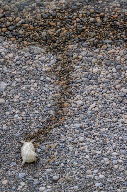 Grey Seal (Halichoerus grypus). Dyfed, United Kingdom. September 2021