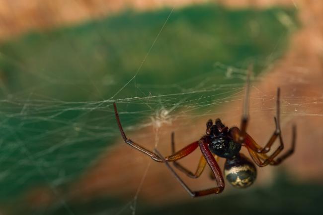 Noble False-widow Spider (Steatoda nobilis). West Sussex, United Kingdom. September 2021