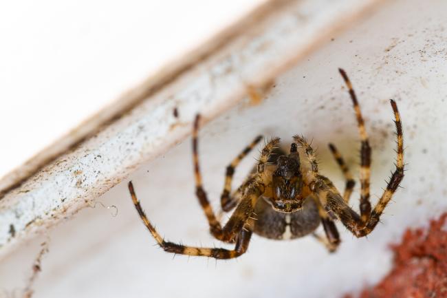 Garden Spider (Araneus diadematus). County Durham, United Kingdom. September 2021