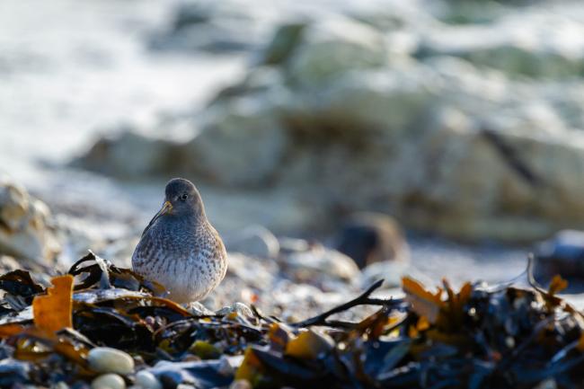 Purple Sandpiper (Calidris maritima). County Durham, United Kingdom. January 2022