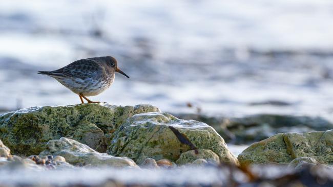 Purple Sandpiper (Calidris maritima). County Durham, United Kingdom. January 2022