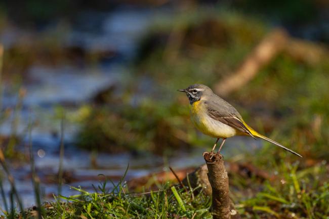 Grey Wagtail (Motacilla cinerea). County Durham, United Kingdom. March 2022