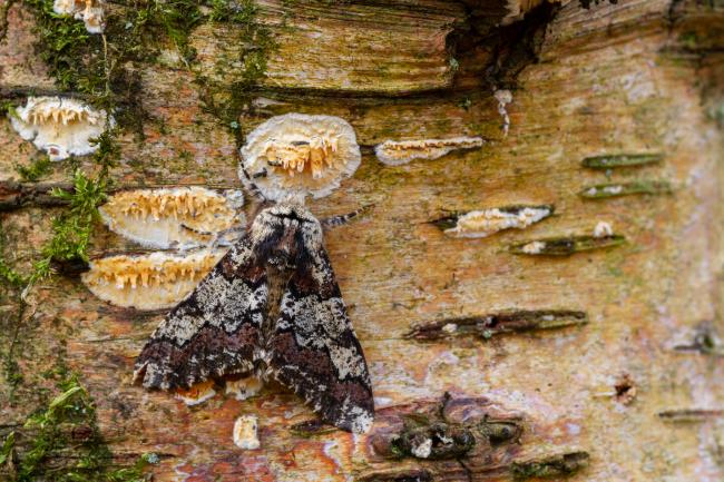 Oak Beauty (Biston strataria). County Durham, United Kingdom. March 2022