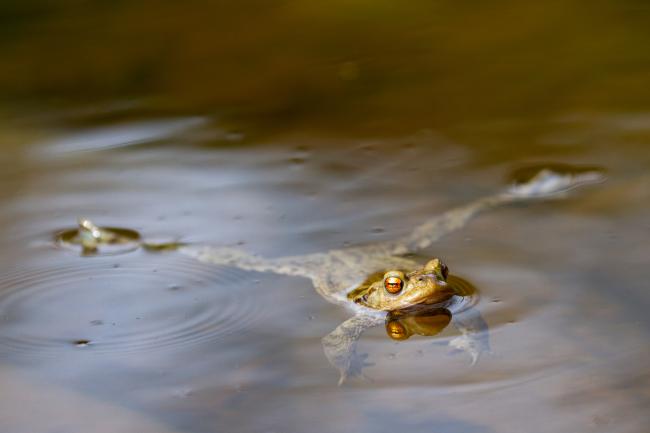 Common Toad (Bufo bufo). North Yorkshire, United Kingdom. April 2022