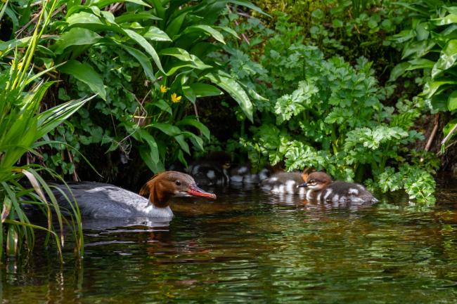 Goosander (Mergus merganser). County Durham, United Kingdom. April 2022